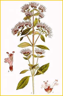   ( Origanum vulgare ) Bilder ur Nordens Flora (1901-1905) by Carl Lindman