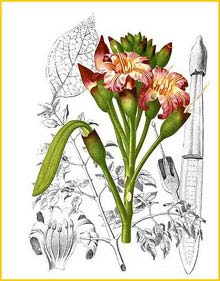   ( Oroxylum indicum ) Flora de Filipinas 1880-1883 by Francisco Manuel Blanco