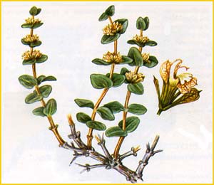     ( Otostegia bucharica ),    