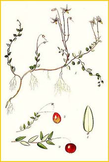   /  /  ( Oxycoccus quadripetalus / palustris ) Bilder ur Nordens Flora (1926) by Carl Lindman