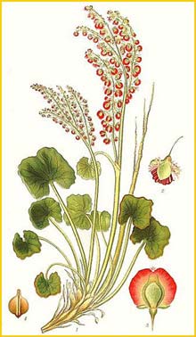    ( Oxyria digina ) Bilder ur Nordens Flora (1926) by Carl Lindman 