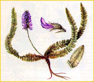   ( Oxytropis mumynabadensis ),    