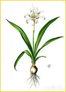    ( Pancratium zeylanicum ) Flora de Filipinas 1880-1883 by Francisco Manuel Blanco