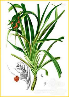   ( Pandanus humilis ) Flora de Filipinas 1880-1883 by Francisco Manuel Blanco