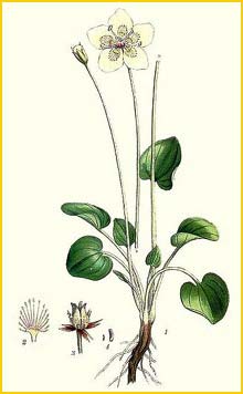   ( Parnassia palustris / obtusiflora ) Bilder ur Nordens Flora (1926) by Carl Lindman