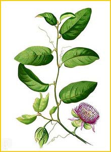    ( Passiflora laurifolia ) Flora de Filipinas 1880-1883 by Francisco Manuel Blanco