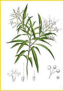   ( Pavetta membranacea ) Flora de Filipinas 1880-1883 by Francisco Manuel Blanco
