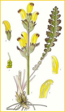    ( Pedicularis sceptrum-carolinum ) Bilder ur Nordens Flora (1926) by Carl Lindman