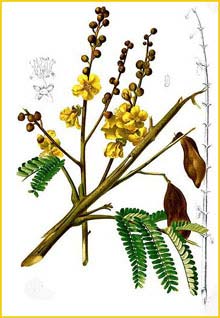   ( Peltophorum pterocarpum ) Flora de Filipinas 1880-1883 by Francisco Manuel Blanco