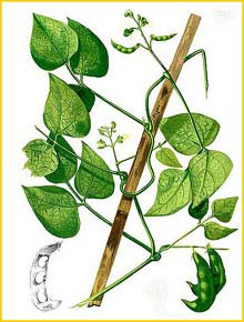  ( Phaseolus lunatus ) Flora de Filipinas 1880-1883 by Francisco Manuel Blanco
