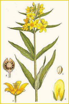   ( Lysimachia vulgaris ) Bilder ur Nordens Flora (1901-1905) by Carl Lindman