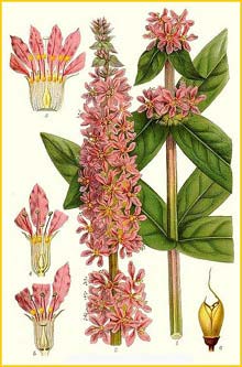   /  ( Lythrum salicaria ) Bilder ur Nordens Flora (1901-1905) by Carl Lindman