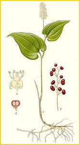   ( ajanthemum / Convallaria bifolium ) Bilder ur Nordens Flora (1901-1905) by Carl Lindman