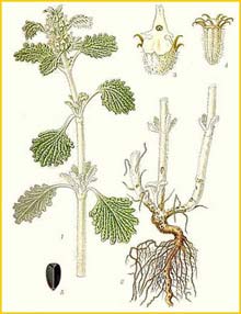   ( Marrubium vulgare ) Bilder ur Nordens Flora (1901-1905) by Carl Lindman