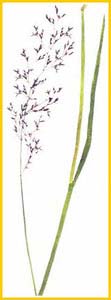   ( Agrostis korczaginii ),     