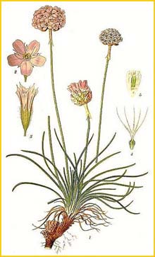    ( Armeria vulgaris ) Bilder ur Nordens Flora (1926) by Carl Lindman