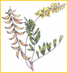   ( Astragalus falcatus ),     