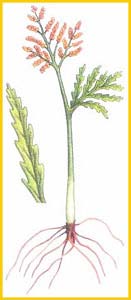   ( Botrychium lanceolatum / Osmunda lanceolata ),     