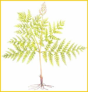   ( Botrychium virginianum / Osmunda virginiana ),     