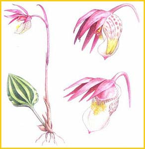   ( Calypso bulbosa / borealis / Cypripedium bulbosum ),    