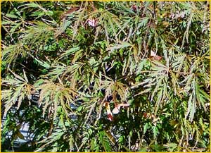    ( Acer palmatum subsp. dissectum )