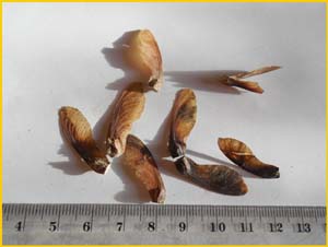    ( Acer palmatum subsp. dissectum )