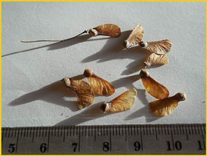   /  ( Acer palmatum )