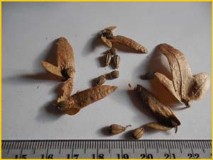   ( Carpinus betulus )