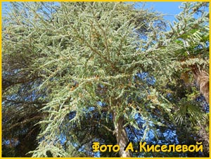    ( edrus atlantica / libani ssp. atlantica glauca )
