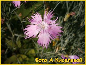   ( Dianthus plumarius / hungaricus )
