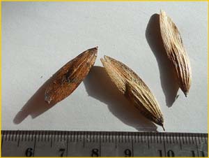    ( Fraxinus oxycarpa )