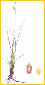   ( Carex alba ),     