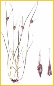   /  ( Carex bohemica / cyperoides ),     