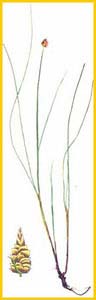   ( Carex capitata ),     