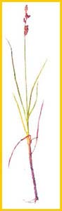   ( Carex media ),     