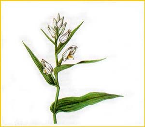   ( Cephalanthera longibracteata ),    