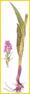    ( Dactylorhiza cruenta ),     