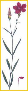   /  ( Dianthus fischerii / collinus ),     