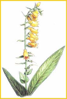   ( Digitalis grandiflora / ambigua )     