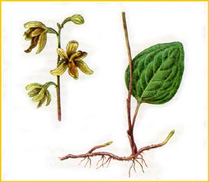    ( Ephippianthus sachalinensis ),    
