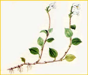    ( Myrmechis japonica ),    