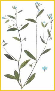   ( Omphalodes scorpioides )     
