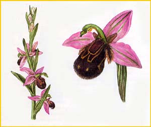   ( Ophrys apifera ),    
