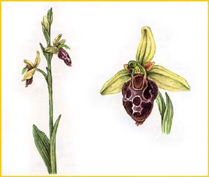     ( Ophrys caucasica ),    