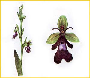   /  ( Ophrys incectifera ),    