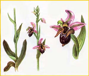     ( Ophrys oestrifera ),    