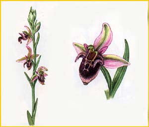     ( Ophrys taurica  ),    
