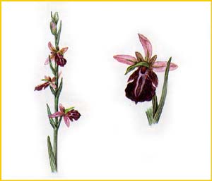     ( Ophrys transhyrcana ),    