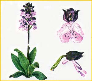  /   ( Orchis / Cynorkis purpurascens ),    