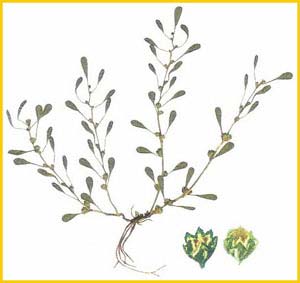   ( Peplis alternifolia ),     
